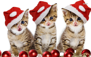 Christmas Cat Diamond Painting Kit - DIY